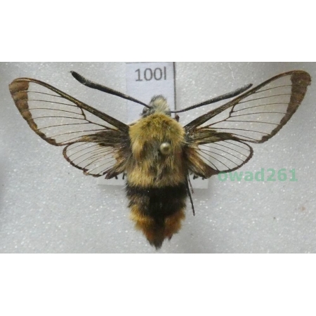 Hemaris tityus (Linnaeus, 1758) Czech100l